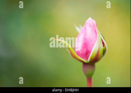 Rose, Rosa "Der großzügige Gärtner", eine einzige Knospe hautnah mit soft-Fokus-Hintergrund. Stockfoto