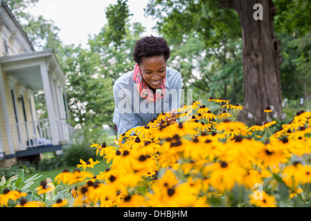 Eine organische Blumengarten. Eine Frau, biegen um hohen gelben Rudbekia Blumen zu schneiden. Stockfoto