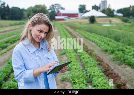 Biobauernhof, Anbau von Gemüse. Eine Frau in den Bereichen Inspektion die Salat-Ernte mit einem digitalen Tablet. Stockfoto