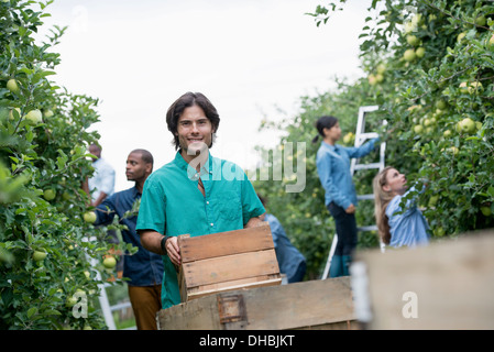 Einem organischen Obstgarten auf einem Bauernhof. Eine Gruppe von Menschen, die grüne Äpfel von den Bäumen pflücken. Stockfoto