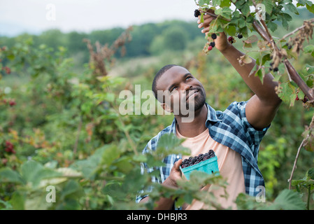 Wenn man auf einem Bio-Bauernhof Blackberry Früchte pflückt. Ein Mann bis zu Abholung Beeren. Stockfoto