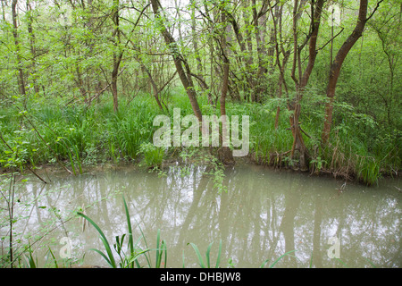 überschwemmten Wald Punte Alberete, Comacchio, Provinz Ferrara, po-Fluss-Delta, Emilia-Romagna, Italien, Europa Stockfoto