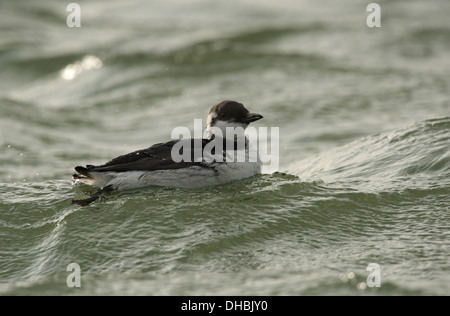 Common Murre schwimmen, Uria Aalge, Insel Helgoland, Deutschland, Europa Stockfoto