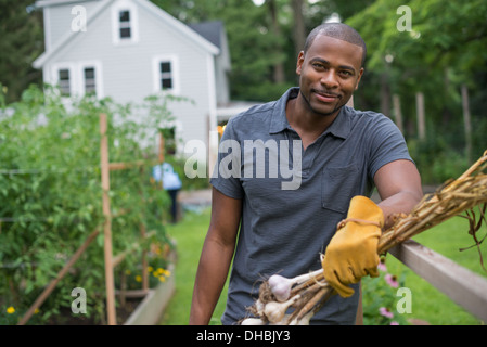 Ein Mann in Handschuhen Ernte Knoblauch Zwiebeln im Gemüsegarten. Stockfoto