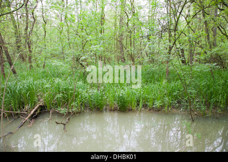 überschwemmten Wald Punte Alberete, Comacchio, Provinz Ferrara, po-Fluss-Delta, Emilia-Romagna, Italien, Europa Stockfoto