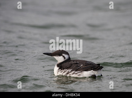 Common Murre schwimmen, Uria Aalge, Insel Helgoland, Deutschland, Europa Stockfoto