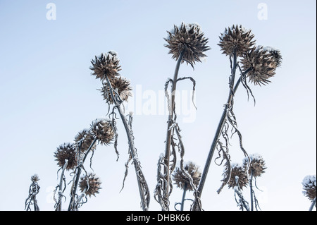 Karde, Cynara Cardunculus, mehrere Stämme der Seedheads mit Schnee und Frost, vor einem blassen blauen Himmel. Stockfoto