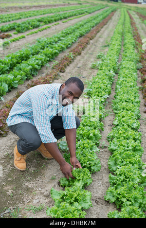 Biobauernhof, Anbau von Gemüse. Ein Mann in den Bereichen Inspektion die Salat-Ernte. Stockfoto