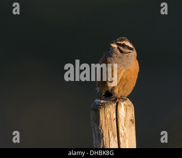 Rock Bunting ruhen, Emberiza cia, Südeuropa, Europa Stockfoto