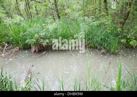 überschwemmten Wald Punte Alberete, Comacchio, Provinz Ferrara, po-Fluss-Delta, Emilia-Romagna, Italien, Europa Stockfoto