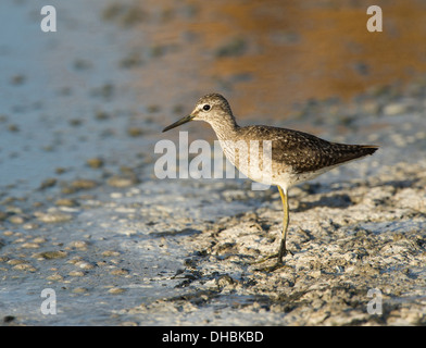 Bruchwasserläufer Futtersuche bei Niedrigwasser, Tringa Glareola, Deutschland, Europa Stockfoto