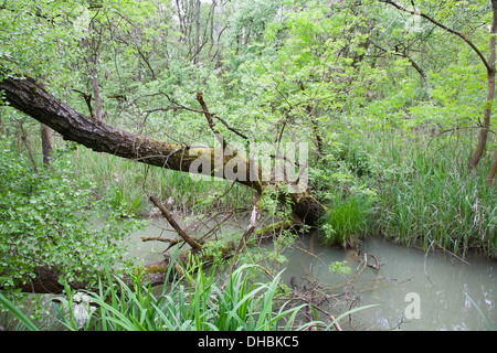 überschwemmten Wald Punte Alberete, Comacchio, Provinz Ferrara, po-Fluss-Delta, Emilia-Romagna, Italien, Europa Stockfoto