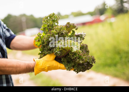 Arbeiten auf einem Bio-Bauernhof. Ein Mann hält eine Handvoll frisches grünes Gemüse, frisch gepflückten zu produzieren.