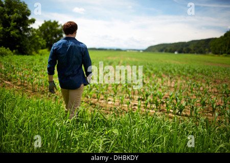 Ein Bauer auf seinen Feldern in New York State, USA. Stockfoto