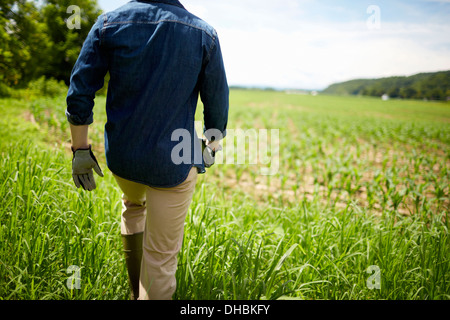 Ein Bauer auf seinen Feldern in New York State, USA. Stockfoto