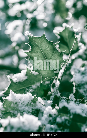 Holly, Ilex Aquifolium, Schnee bedeckt mit Sonnenlicht hinter zeigen die Venen und Highlghts fangen. Stockfoto