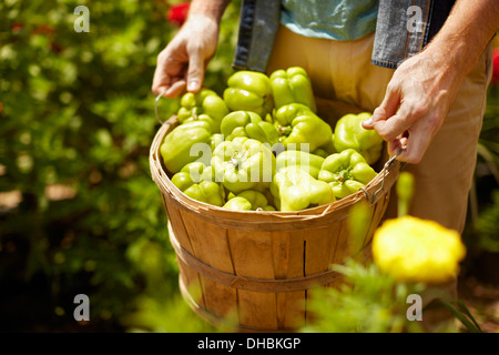 Ein Mann trägt einen vollen Korb mit grüner Paprika. Stockfoto