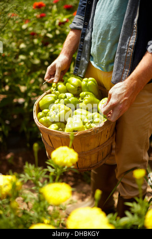 Ein Mann trägt einen vollen Korb mit grüner Paprika. Stockfoto