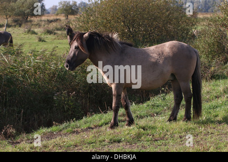 Polnische primitive Pferd aka Konik im Profil Stockfoto