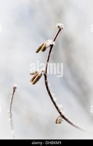 Hasel, Corylus Avellana, Schnee bedeckt Kätzchen auf einem Zweig vor dem Hintergrund der schneebedeckten Weichzeichner. Stockfoto