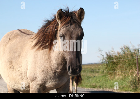 Polnische primitive Pferd aka Konik-Pferd Porträt Stockfoto