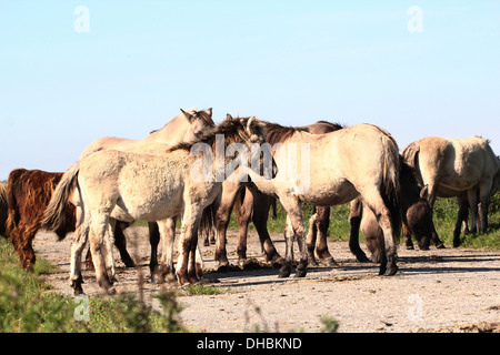 Herde von polnischen primitiven Pferde aka Konik-Pferde Stockfoto