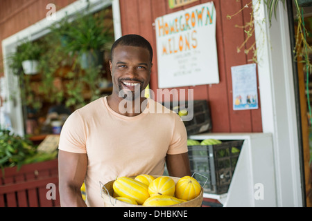 Arbeiten auf einem Bio-Bauernhof. Ein Mann mit einem großen Korb gelber Kürbis Gemüse. Displays von frischen Produkten zu verkaufen. Stockfoto