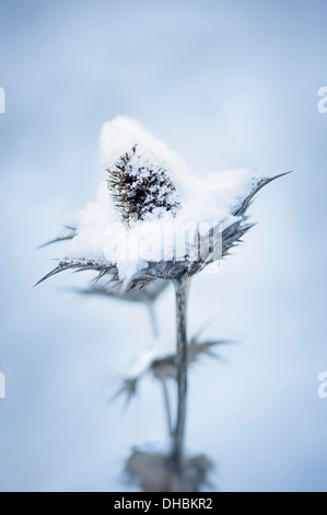 Meer-Holly oder Miss Wilmott Ghost, Eryngium Giganteum, Seedhead mit Schnee gefüllt. Stockfoto