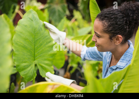 Arbeiten auf einem Bio-Bauernhof. Eine Frau mit Handschuhen untersucht die Blätter einer tropischen Pflanze. Stockfoto