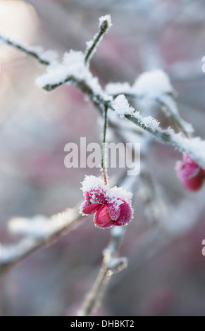 Spindel-Baum, Euonymus Europaeus, einzelne rosa Außenhülle, die die Beere gesunken ist mit Schnee bedeckt. Stockfoto