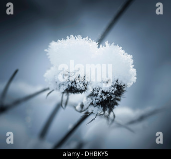 Meer-Holly, Eryngium Planum, zwei schneebedeckten Seedheads. Stockfoto