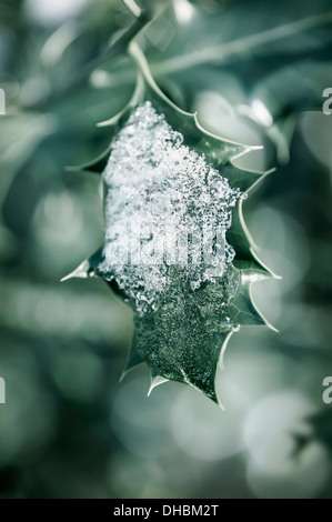 Nahaufnahme eines einzigen Holly, Ilex Aquifolium Blatt mit schmelzendem Schnee vor dem gesprenkelten Hintergrund. Stockfoto