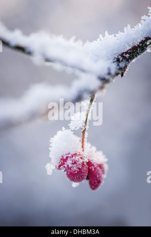 Spindel-Baum, Euonymus Europaeus, einzelne rosa äußere Hülle für die Beere mit Schnee bedeckt. Stockfoto