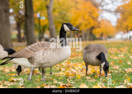 Kanadische Gänse im Park. Chicago, IL Stockfoto