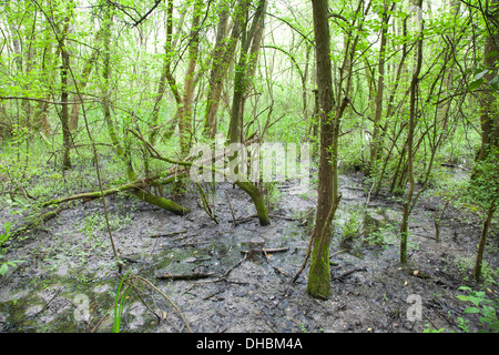 überschwemmten Wald Punte Alberete, Comacchio, Provinz Ferrara, po-Fluss-Delta, Emilia-Romagna, Italien, Europa Stockfoto