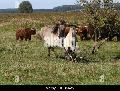 Junge Konik-Fohlen mit seiner Mutter zusammen im Galopp Stockfoto