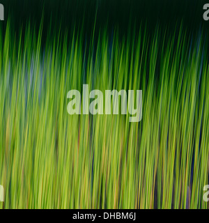 Aquatische Gräser in Bewegung unter Wasser in Seen Wildnis Täuschung Alpenseen in Mount Baker-Snoqualmie National Forest. Stockfoto