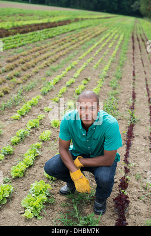 Ein Mann in einem kleinen Salat Pflanzen wachsen in Furchen. Stockfoto