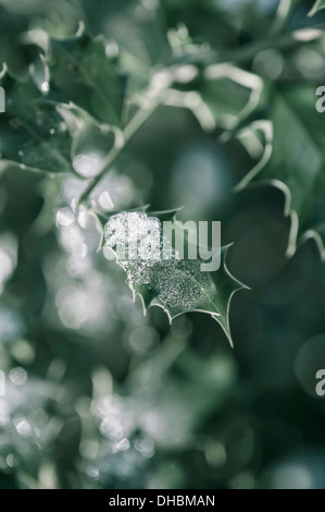 Holly, Ilex Aquifolium schmelzendem Schnee vor dem gesprenkelten Hintergrund hinterlässt. Stockfoto