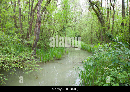 überschwemmten Wald Punte Alberete, Comacchio, Provinz Ferrara, po-Fluss-Delta, Emilia-Romagna, Italien, Europa Stockfoto