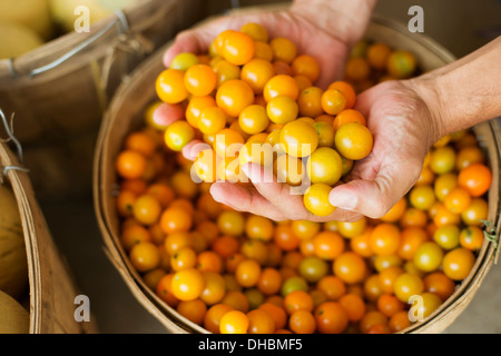 Ein Bauernhof, Anbau und Verkauf von Bio-Gemüse und Obst. Ein Mann hält eine Schale mit Korb mit frisch gepflückten Tomaten. Stockfoto