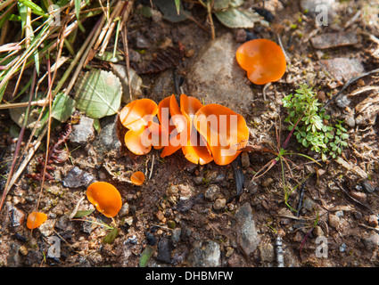 Orange Peel Fungus (Aleuria Aurantia) Stockfoto