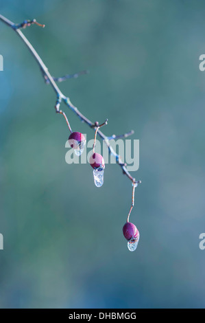 Weißdorn Crataegus Laevigata drei Beeren oder Hagebutten auf einem Zweig mit Eiszapfen hängen von jeder gegen ein Weichzeichner blau grün Stockfoto