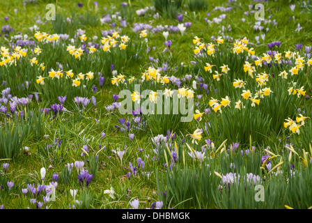 Narzisse, Narcissus Pseudonarcissus. Gelbe Narzissen wachsen zusammen mit lila und weißen Krokus. Stockfoto
