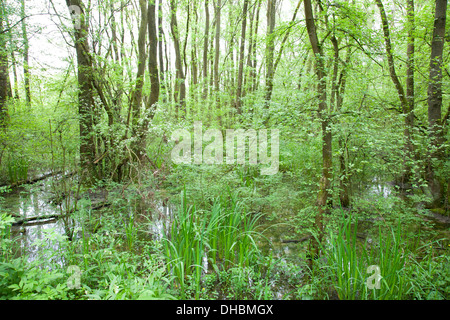 überschwemmten Wald Punte Alberete, Comacchio, Provinz Ferrara, po-Fluss-Delta, Emilia-Romagna, Italien, Europa Stockfoto