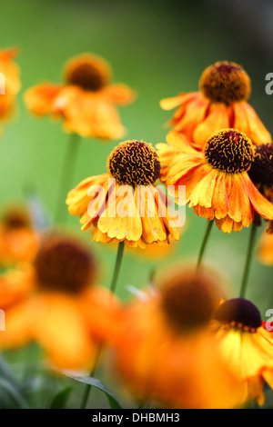 Die gelben Blütenblätter und die braunen Köpfe der Helenium Herbstlichen 'Sahin's Frühe Blumen Stockfoto
