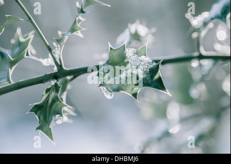 Holly, hinterlässt Ilex Aquifolium auf einem Zweig mit schmelzendem Schnee vor dem gesprenkelten Hintergrund. Stockfoto