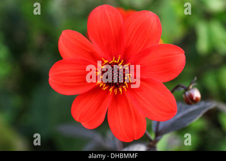 Eine rote Blume Leiter der Dahlie 'Bischof von Llandaff' Stockfoto