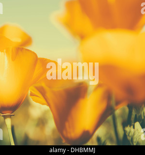 California Poppies, Eschscholzia Californica, Blüte. Leuchtend gelbe Blütenblätter. Stockfoto