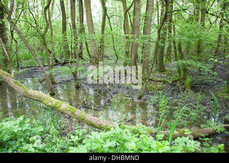 überschwemmten Wald Punte Alberete, Comacchio, Provinz Ferrara, po-Fluss-Delta, Emilia-Romagna, Italien, Europa Stockfoto